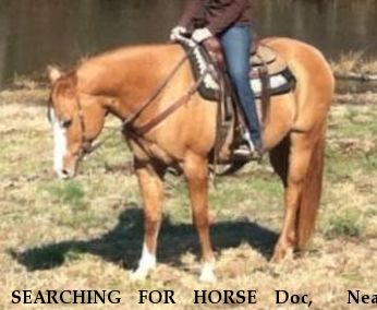 SEARCHING FOR HORSE Doc,  Near Athens, AL, 35614